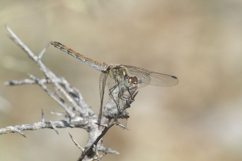 Sympetrum fonscolombii femmina & maschio?